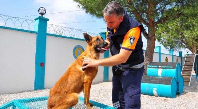 Terk edilen köpek meslek sahibi oldu!