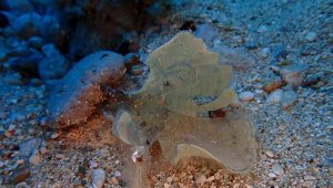 Yeşil deniz kaplumbağalarının denizel yaşamı Doğu Akdeniz'de araştırıldı