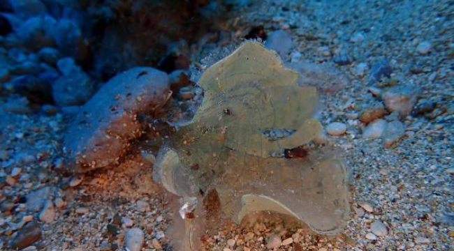 Yeşil deniz kaplumbağalarının denizel yaşamı Doğu Akdeniz'de araştırıldı
