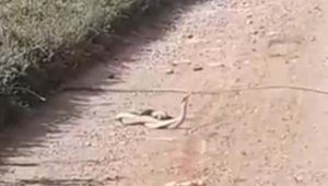 Yılanların 'çiftleşme dansı' kamerada