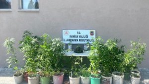 Akhisar'da ormanda kenevir yetiştiren 3 şüpheliye gözaltı