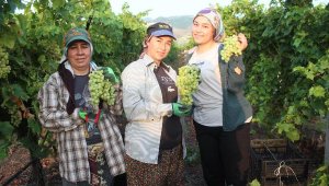 Alaşehir'de erkence üzüm ihracatı başladı, ilk TIR'lar yola çıktı