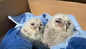 Anneleri tarafından terkedilen yavru alaca baykuşlar bakıma alındı