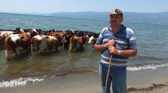 Balıkesir'de sıcaktan bunalan inek sürüsü denize girerek serinliyor