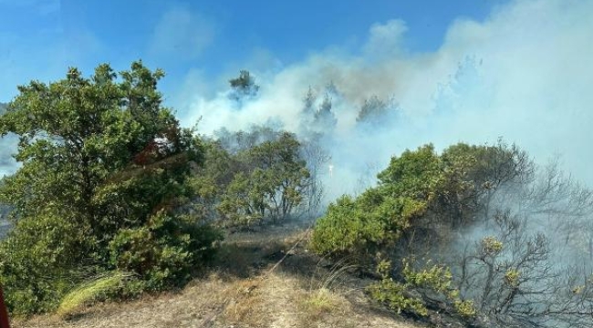 Balıkesir'deki yangında 5 hektar alan zarar gördü