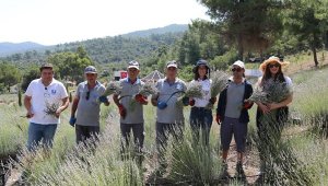 Bodrum'da lavanta hasadı başladı