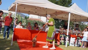 Çeşme'de sokak hayvanları için festival