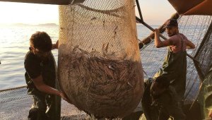 Ege'de trol avcılığı başladı, tezgahlar taze balıkla buluştu