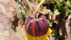Elazığ'da ters lale türü keşfedildi