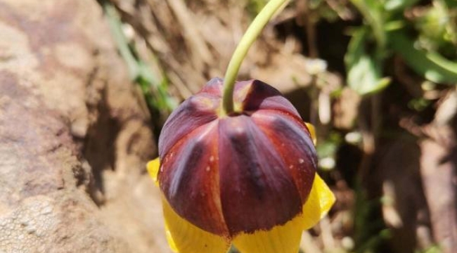 Elazığ'da ters lale türü keşfedildi