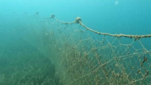 Hayalet ağlar, koruma altındaki türlerin ölümüne yol açıyor