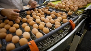 İzmir'de kanserojen yumurta şoku!