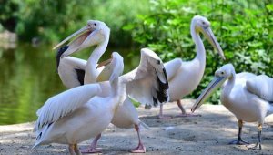 İzmir Doğal Yaşam Parkı'nın göçmen kuşları! 77 kuş türü var