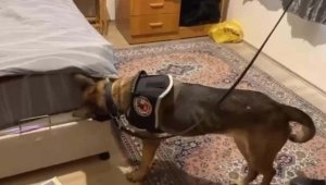 İzmir'de 7 ayrı 'uyuşturucu evi'ne baskın