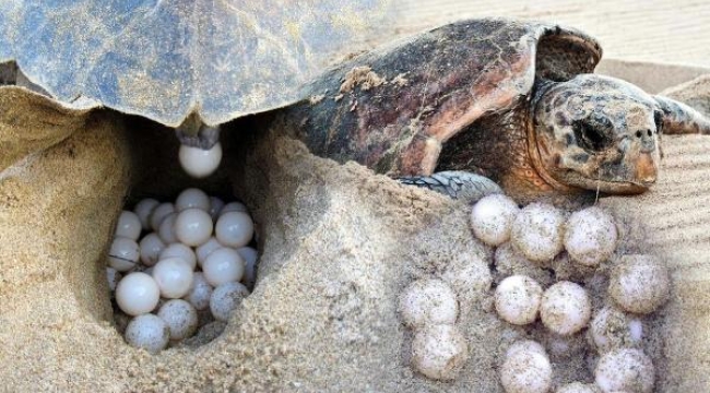 İztuzu Plajı'nda rekor caretta yuvası