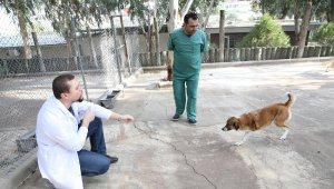 Karşıyaka'nın ampute köpekleri emin ellerde