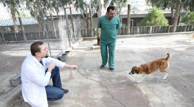 Karşıyaka'nın ampute köpekleri emin ellerde