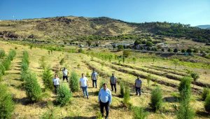 Karşıyaka'ya 32 futbol sahası büyüklüğünde ağaç dikildi