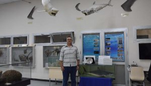 Korkmayın! 'Ege'de köpek balığında artış yok'