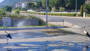 Leylekler fıskiye ile serinliyor