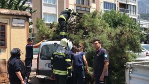 Manisa'da çürüyen ağaç, park halindeki araçların üzerine devrildi