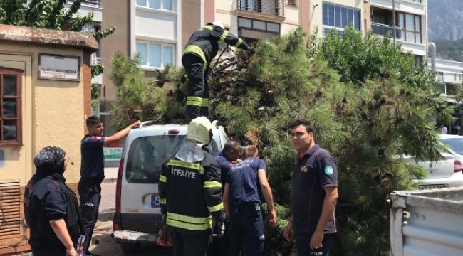 Manisa'da çürüyen ağaç, park halindeki araçların üzerine devrildi