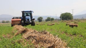 Muğla'da 434 dekar araziden elde edilen kaba yemler üreticiye dağıtılacak