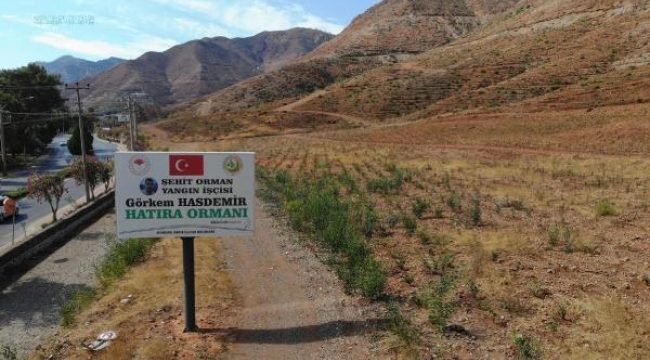 Muğla'daki yangınların 2'nci yılında yanan alanlar yeşeriyor