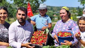 Ödemiş'te çilek hasat etkinliği