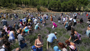 Seferihasar'da mis kokulu festival!
