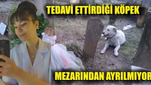Sokak köpeği 'Pamuk'un vefası