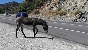 Trafikte 'yaban eşeği' tehlikesi