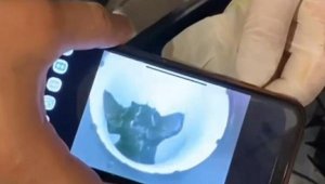 Tuvaletin gider borusuna sıkışan kedi görüntüleme cihazıyla kurtarıldı