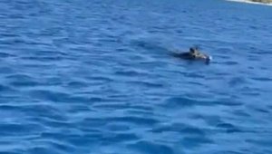 Yaban domuzu, Bodrum açıklarında yüzdü