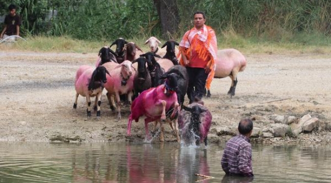 8 asırlık gelenek; koyunları nehirden geçirdiler
