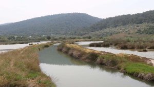 80 kuş ve balık türü var! 'Gölköy Sulak Alan tescil edildi