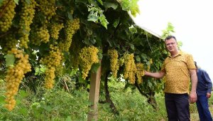 Alaşehir'de 5'inci Üzüm Festivali başlıyor