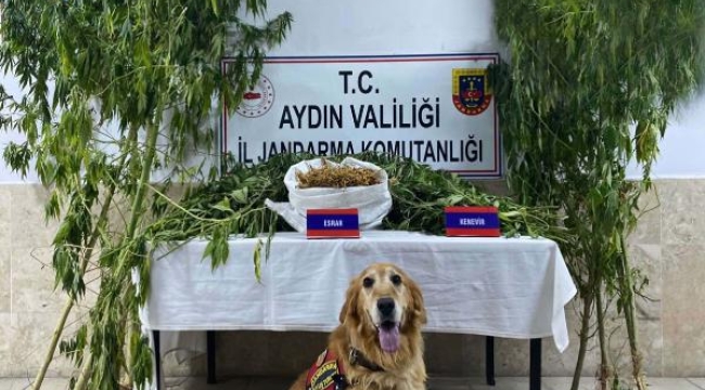 Aydın'da evinde uyuşturucu bulunan kişi gözaltına alındı