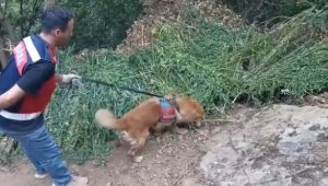 Baba oğul 1 ton esrarla yakalandı