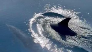 Balıkçılar, yunus sürüsünün gösterisini görüntüledi