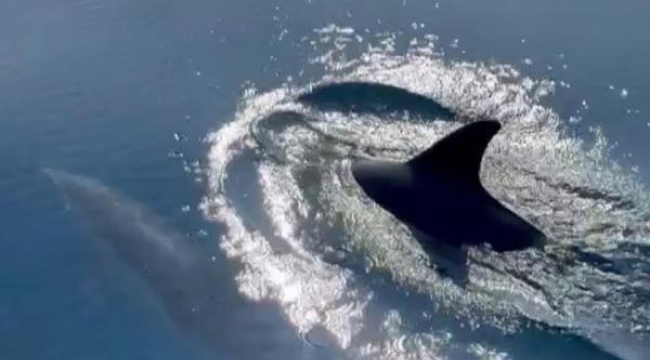 Balıkçılar, yunus sürüsünün gösterisini görüntüledi