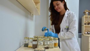 Balıkesir'de belediyeden ata tohumlarına sahip çıkılacak proje