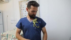 Bodrum Belediyesi ekipleri, yaralı bukalemunu tedaviye alındı