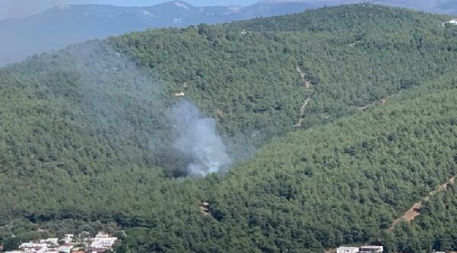 Bodrum'da orman yangını