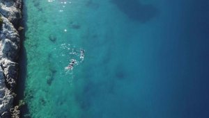 Boncuk Koyu, Önemli Köpek Balığı Alanı seçildi