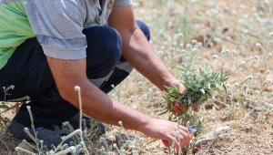 Buca Belediyesi adaçayı ihraç edecek