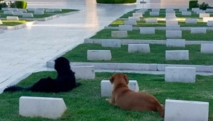 Çanakkale Şehitliği başıboş köpeklerin meskeni oldu! Tepki var
