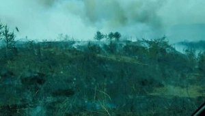 Çanakkale'de orman yakınında ot yangını