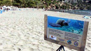 Carettaları korumada dünyaya örneğiz