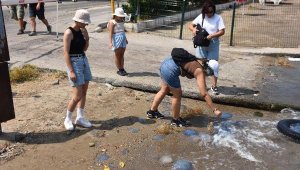 'Denizanalarından uzak durun'